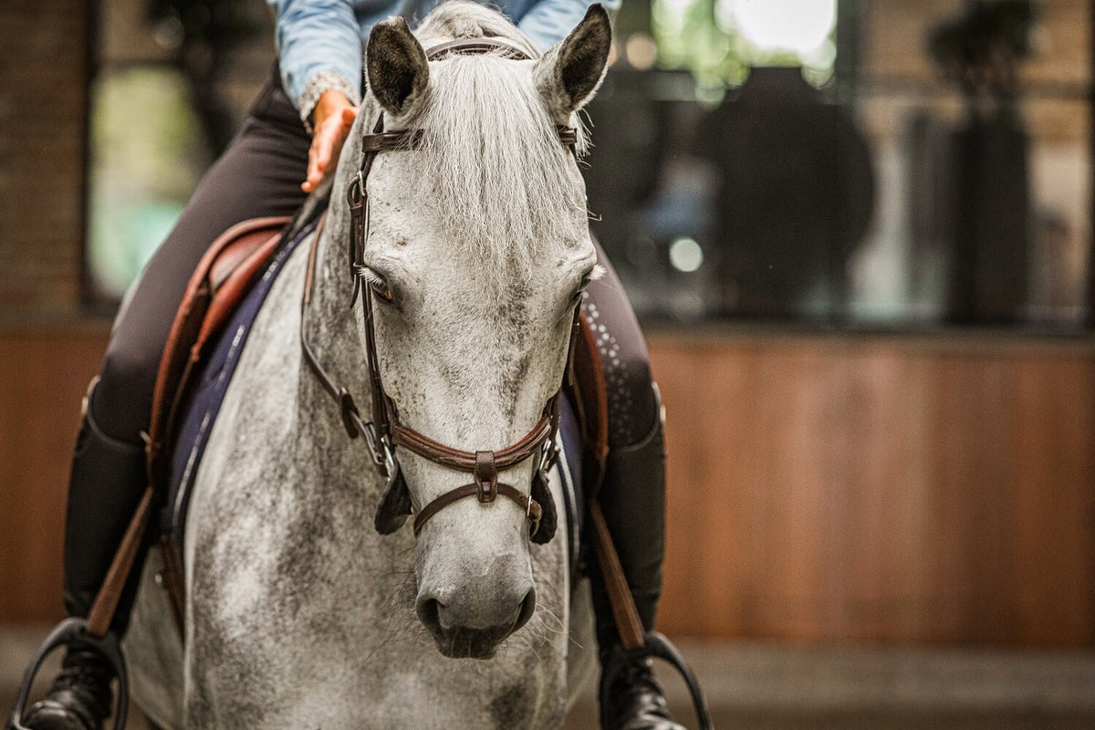 Alles over de ademhaling van je paard