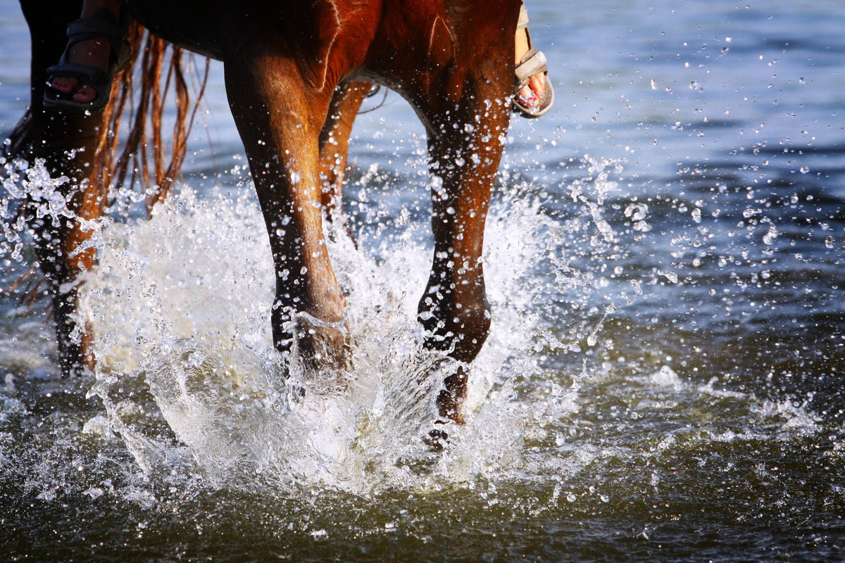 Elektrolyten voor paarden: een must bij warme temperaturen