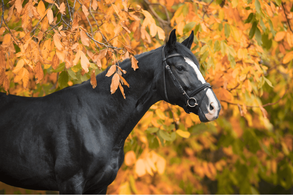 Herfstsupplementen voor paarden