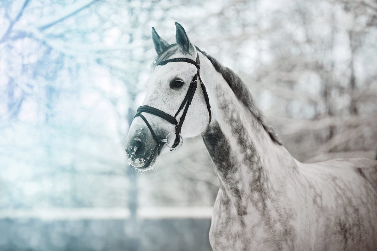 Hoe ondersteun ik mijn paard tijdens de winter?