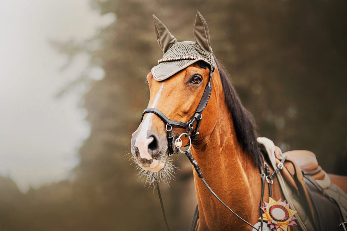 Maagzweren bij paarden