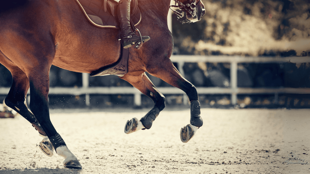 OCD in sportpaarden: het einde van hun carrière?
