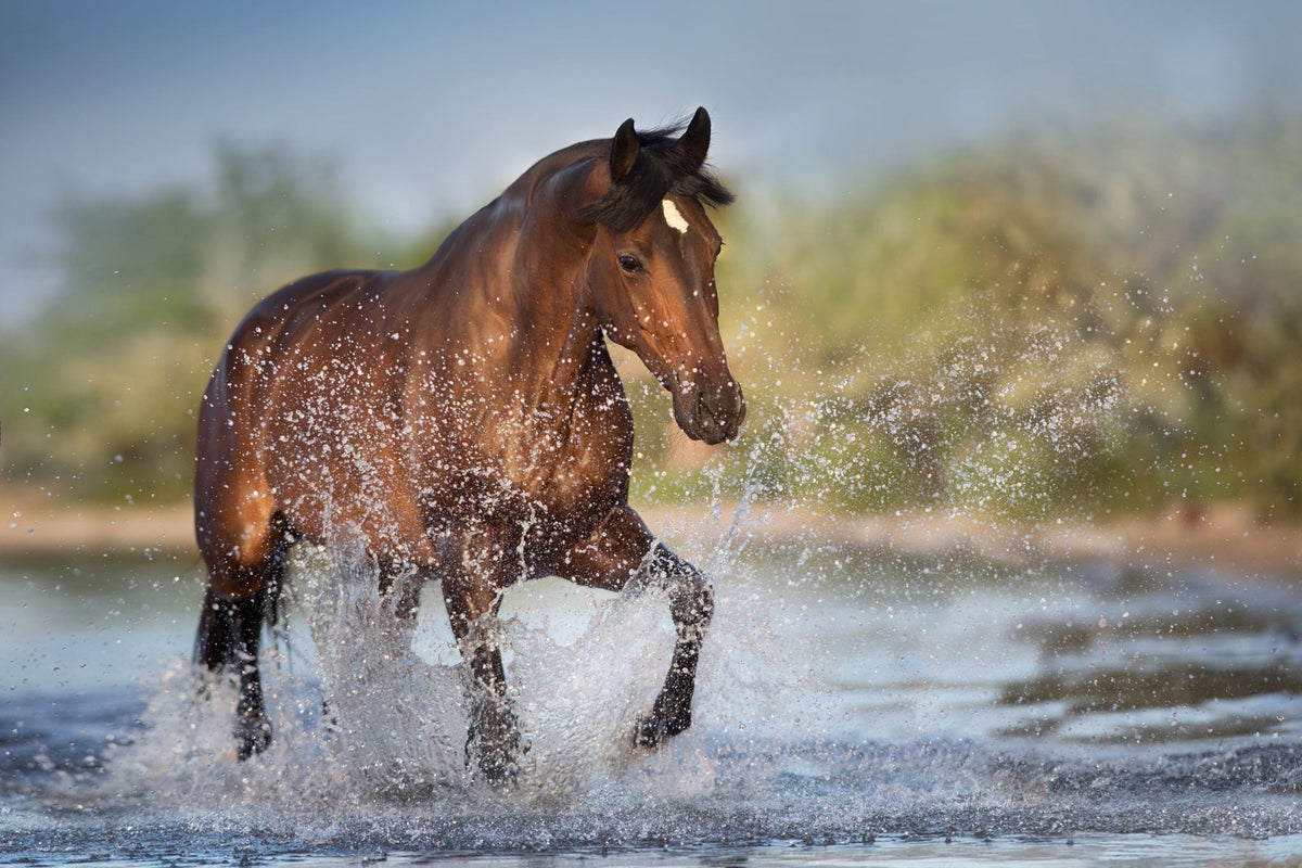 Summer Essentials voor paarden