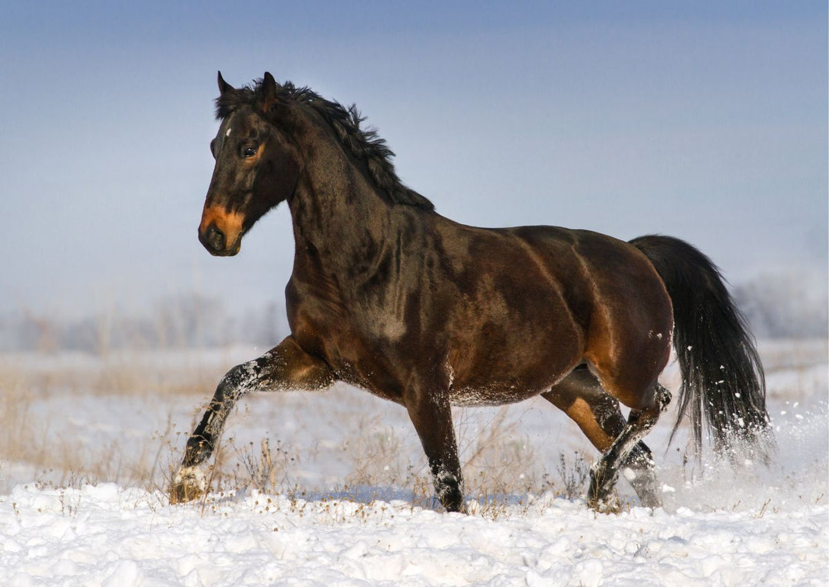 Verzorging voor paarden tijdens de winter