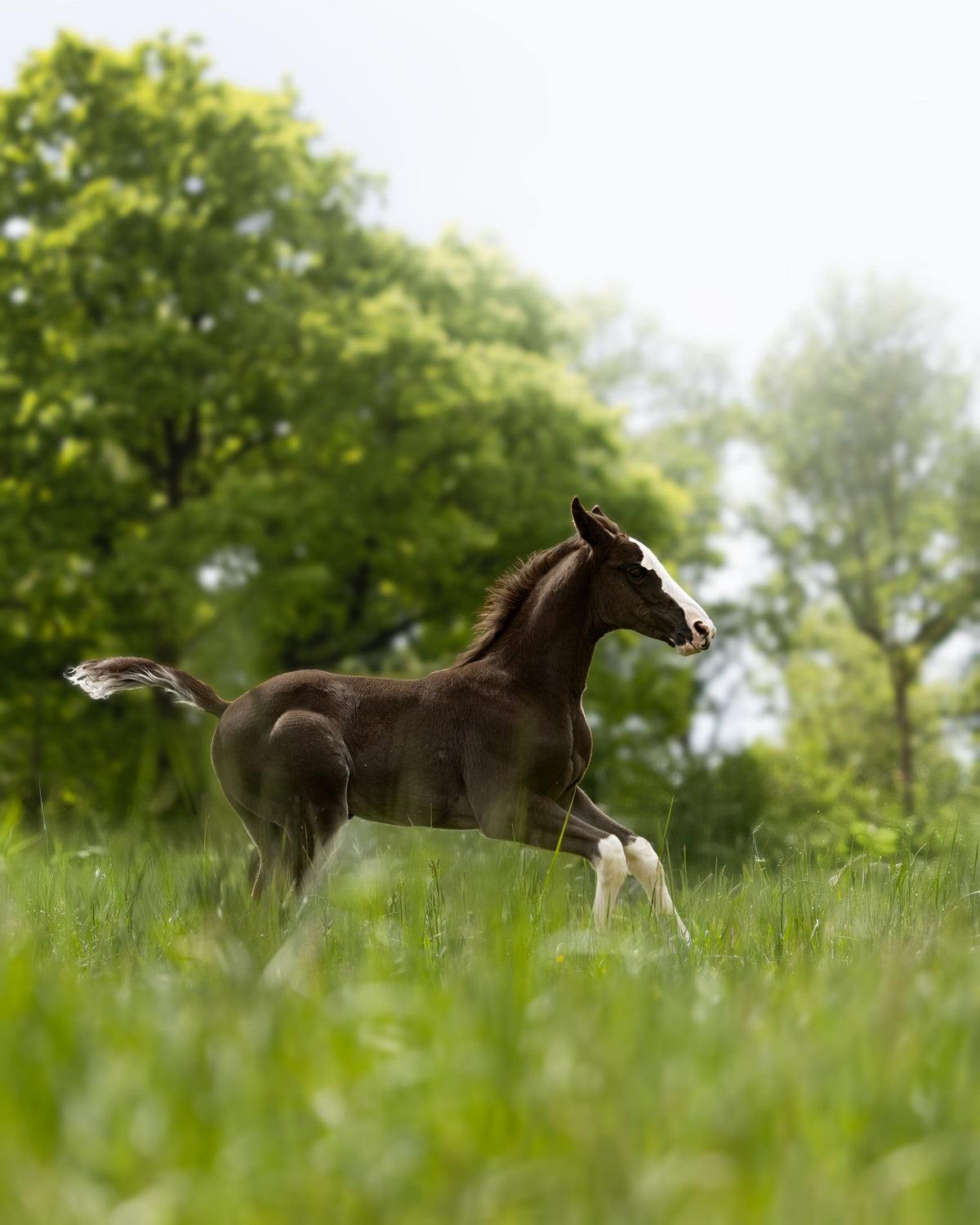 Jong paard